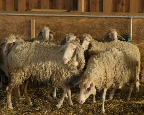 cute-sheep-barn-with-grass-min